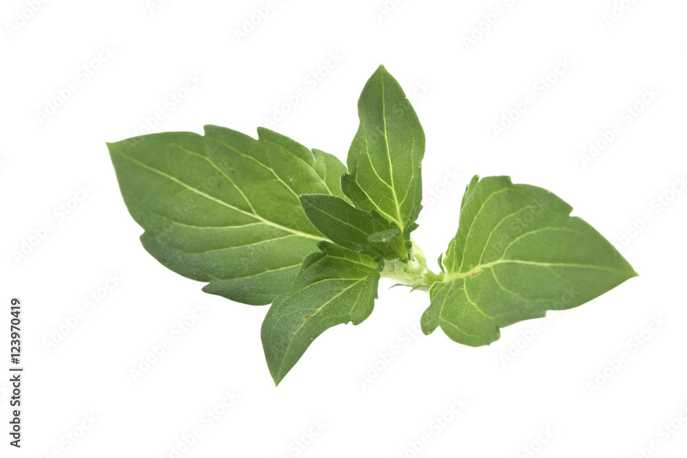 Obraz premium Fresh mint