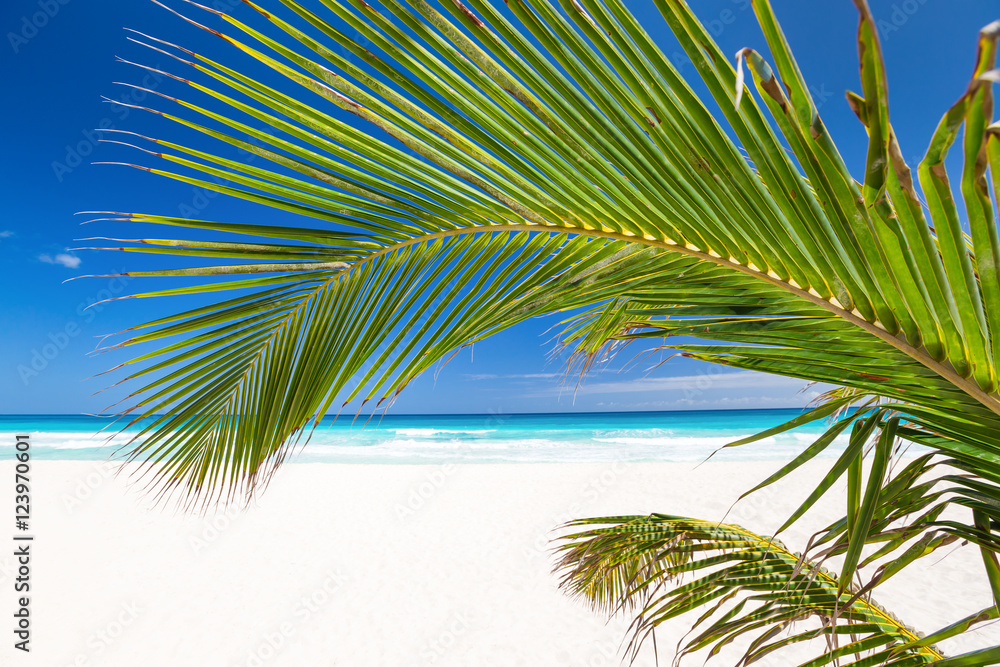 Perfect caribbean beach