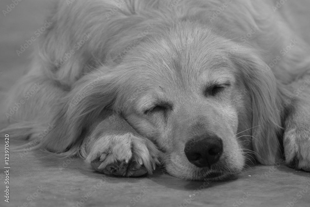 Golden Retriever Dog Asleep 