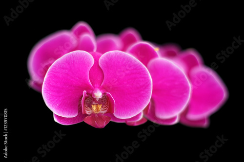 Fototapeta Naklejka Na Ścianę i Meble -  beautiful orchid flower
