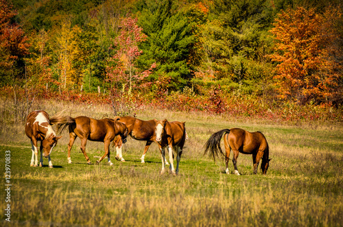 Horses surrounded by fall colors photo