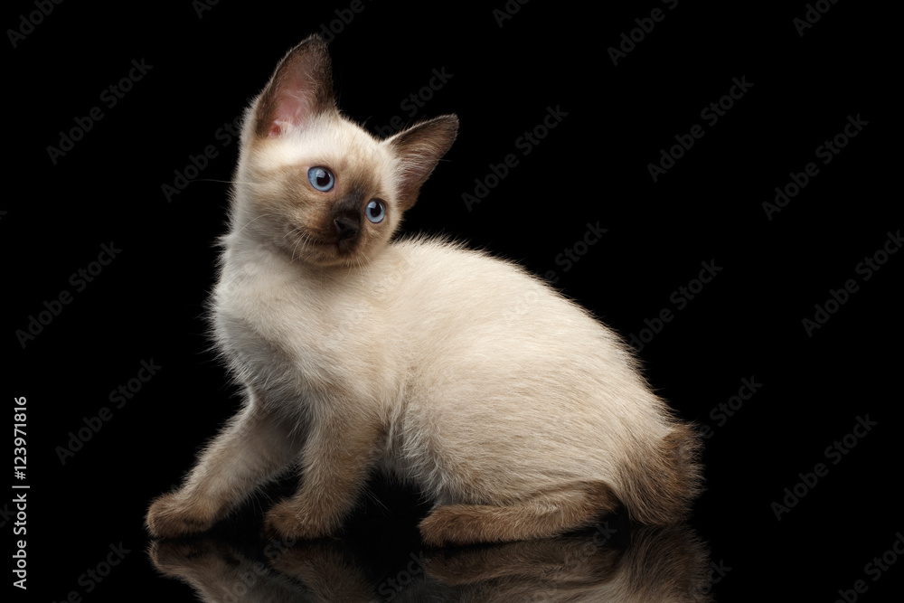 Crouched Mekong Bobtail Kitten with Blue eyes, Looking back, Side view, Isolated Black Background, Color-point Thai Fur