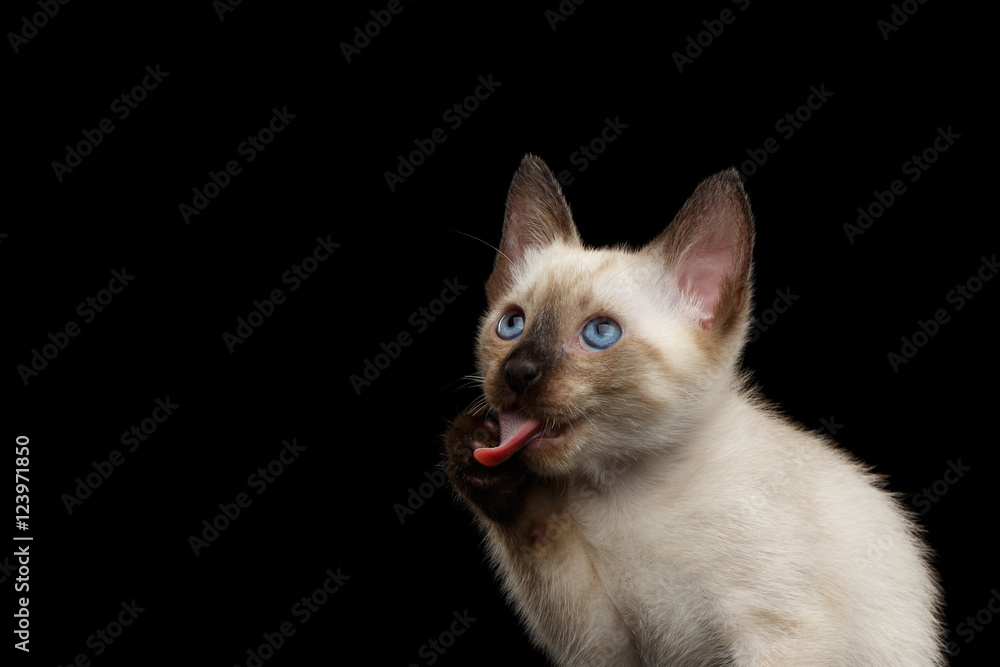 Close-up Portrait of Funny Mekong Bobtail Kitty with Blue eyes, Lick his paw, Isolated Black Background, Color-point Thai Fur Close-up Portrait of Funny Mekong Bobtail Kitty with Blue eyes, Lick his paw, Isolated Black Background, Color-point Thai Fur