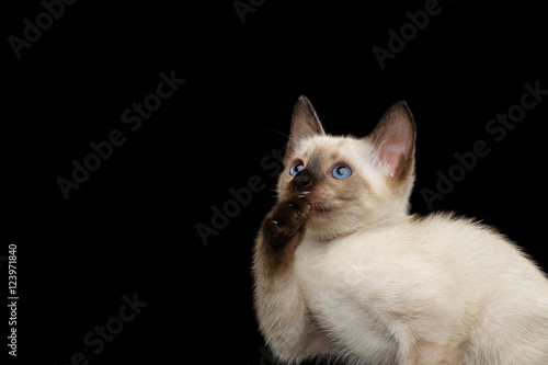 Close-up Portrait of laughs Mekong Bobtail Kitty with Blue eyes, Opened mouth and Catching his paw, Isolated Black Background, Color-point White Fur