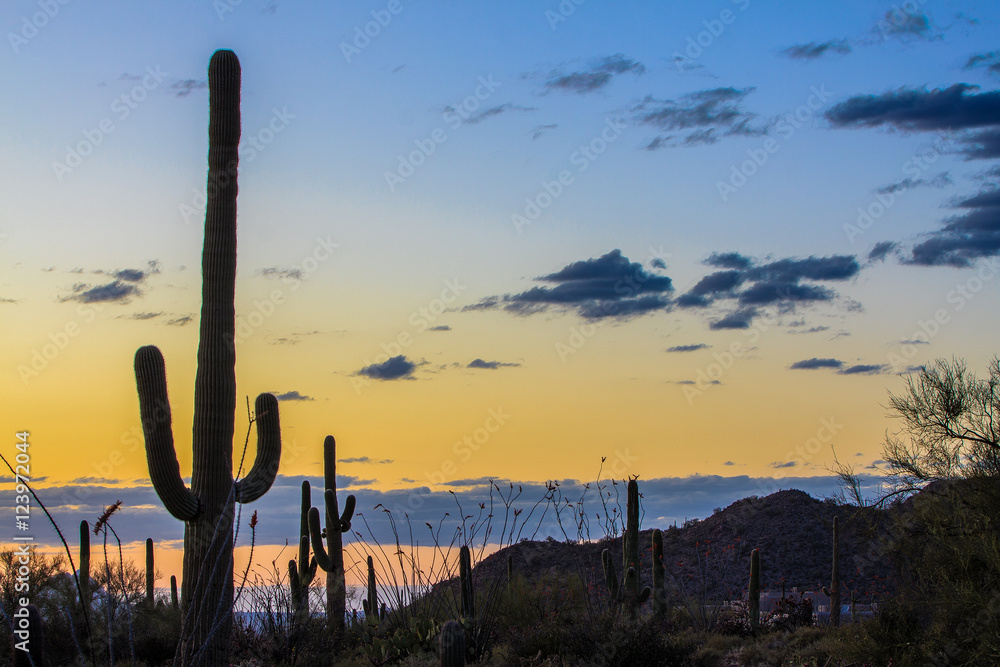 Saguaro National Park