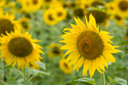 Field of Sunflowers  close-up shot 