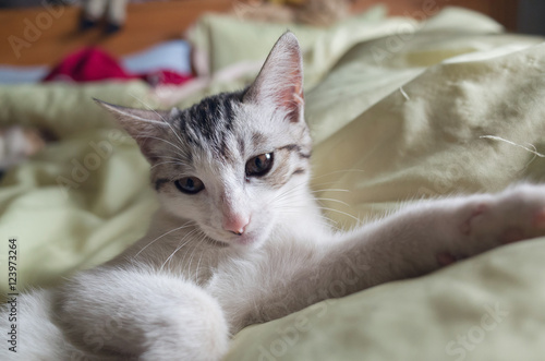 cat lying on bed