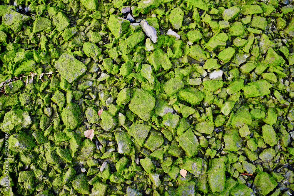 Obraz premium Top view on stones covered with moss