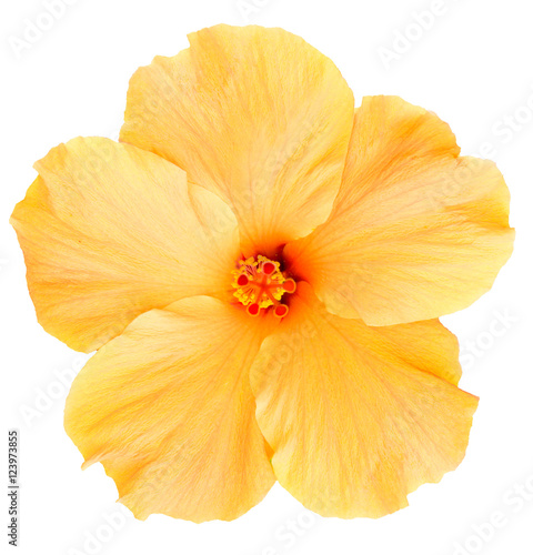 Hawaiian Yellow Hibiscus isolated on white