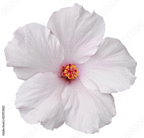 Hawaiian White Hibiscus isolated on white