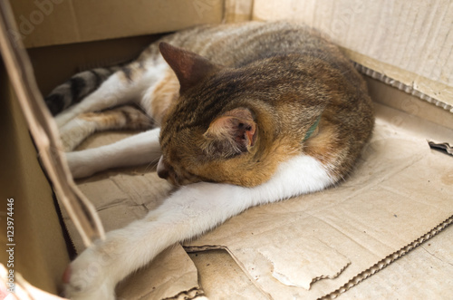 Принти на полотні tabby cat sleeping