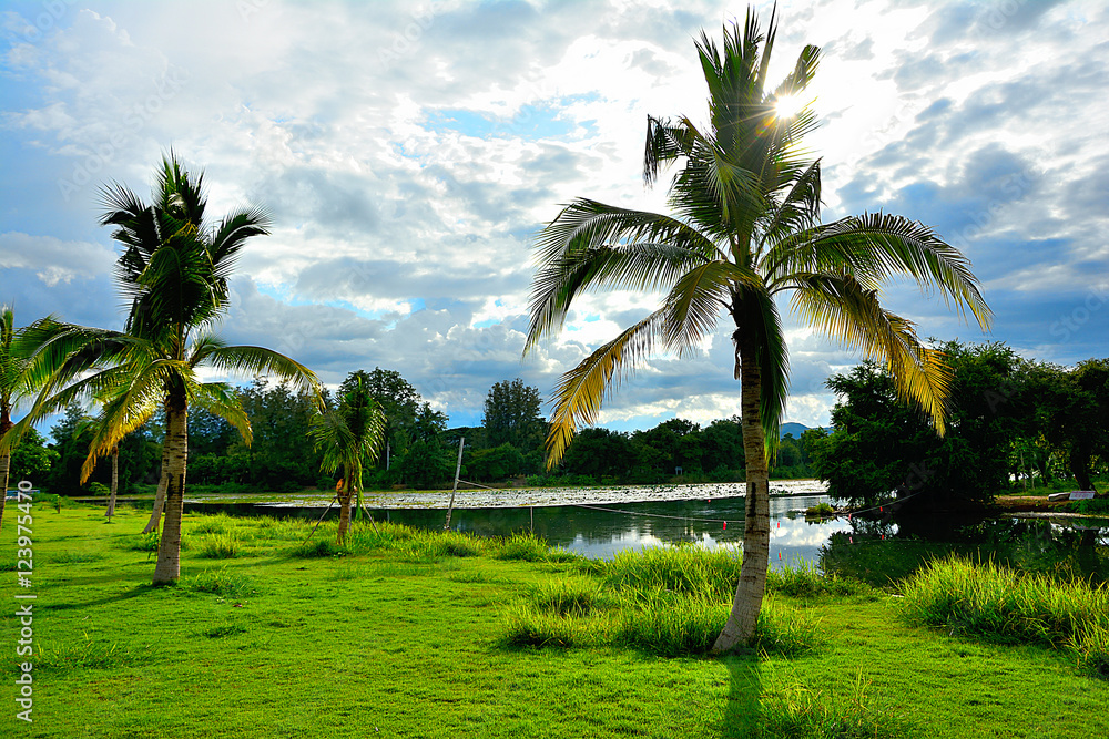 Coconut tree in garden The river and the sun, Holiday park . Coconut tree in garden The river and the sun, Holiday park .
