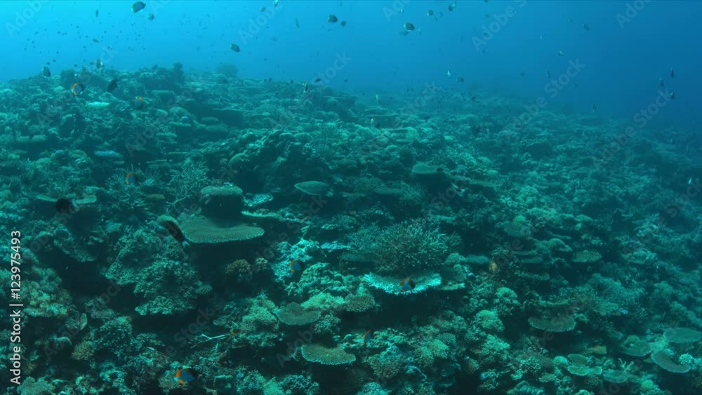Hawksbill turtle swims over a Coral reef. 4k footage Hawksbill turtle swims over a Coral reef. 4k footage