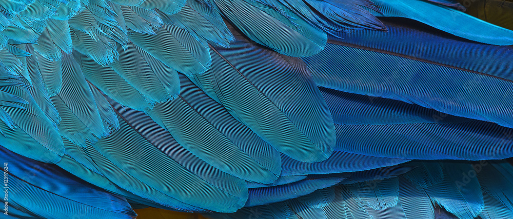 Colorful of macaw bird's feathers, exotic nature background and texture ,macaw feathers Colorful of macaw bird's feathers, exotic nature background and texture ,macaw feathers