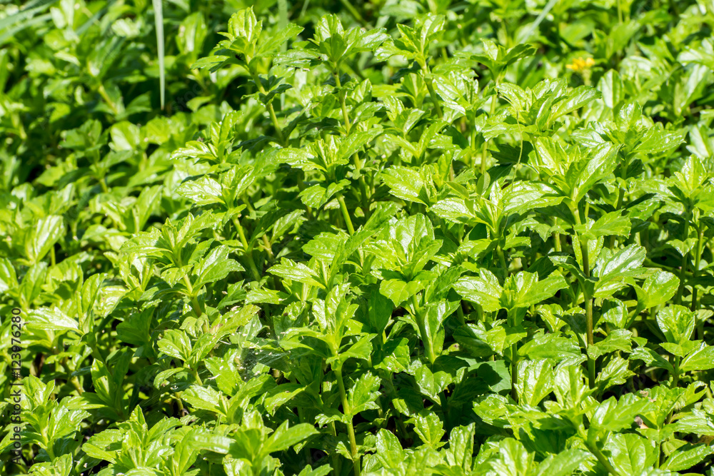 Green leaf texture or background Green leaf texture or background