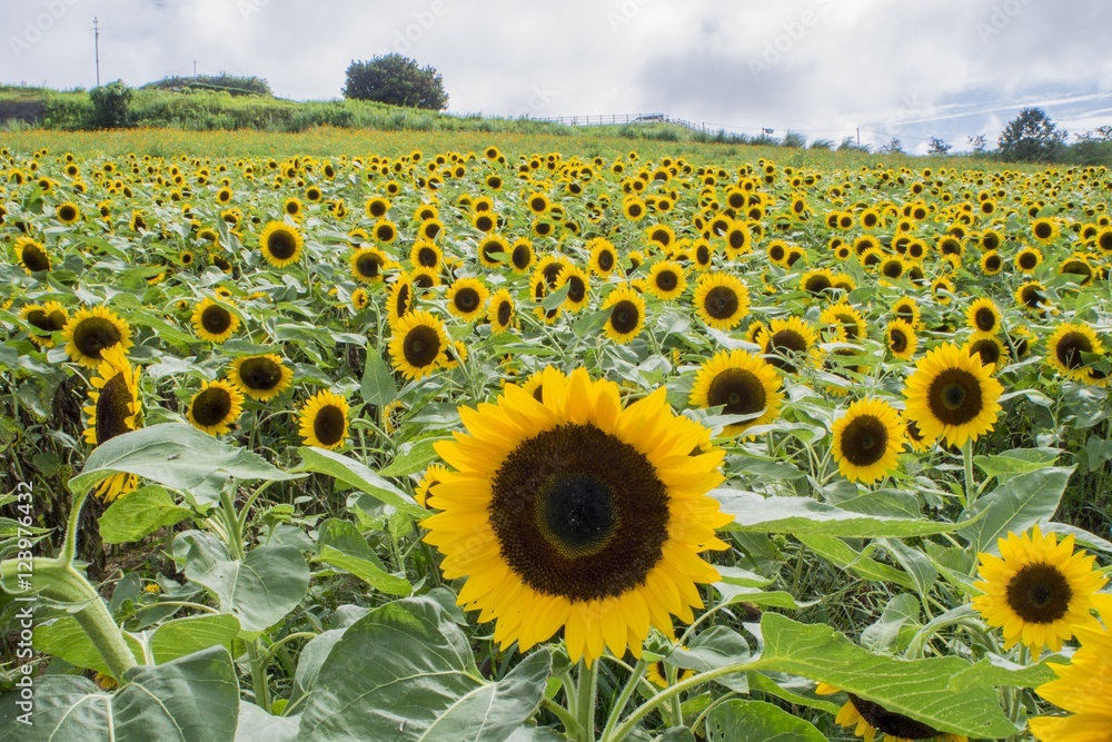 Obraz premium 一面の向日葵畑