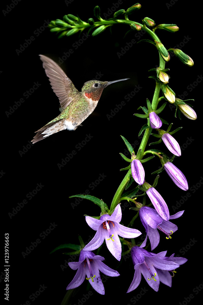 Naklejka premium Ruby-throated hummingbird feeding from beautiful tropical flower