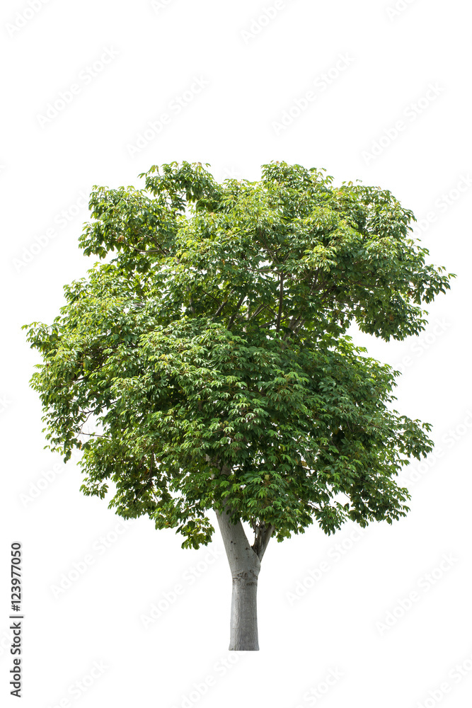 Obraz premium Tree isolated on white background