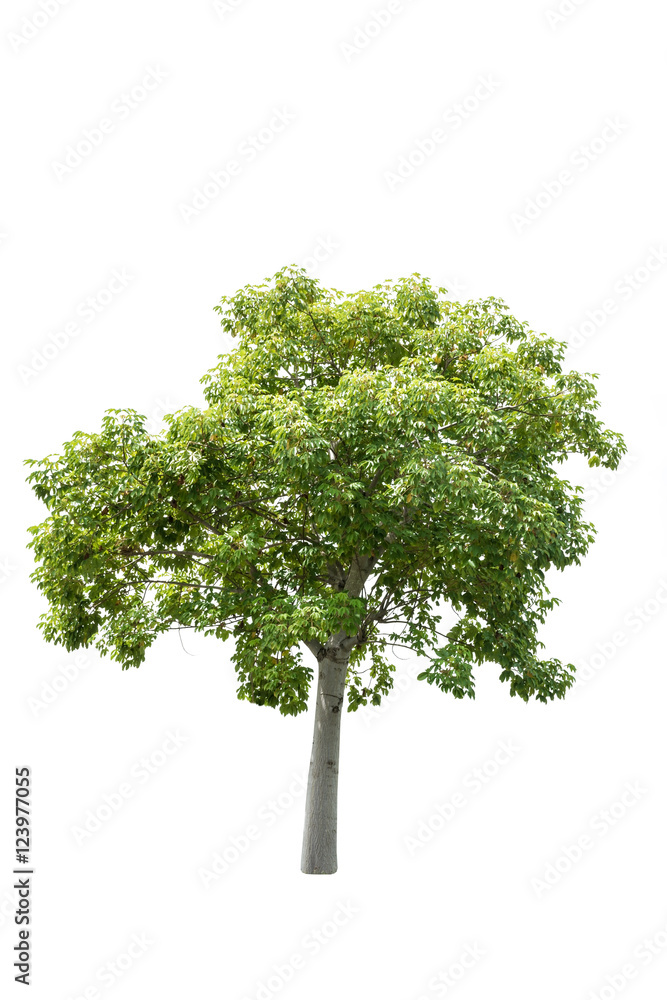 Fototapeta premium Tree isolated on white background