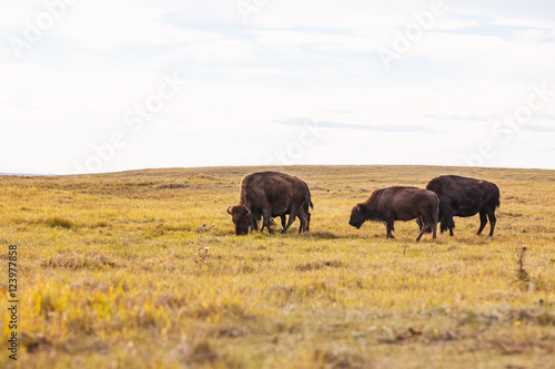 Buffalo Grazing on the Prairie

