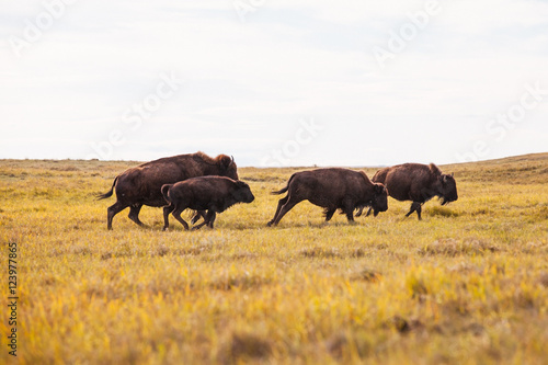 Buffalo Running on the Prairie