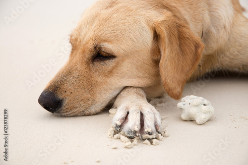 Dog on the beach