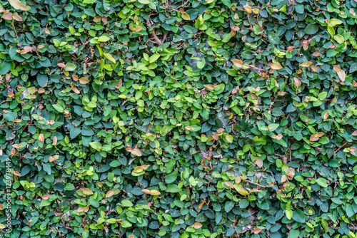 Leaves wall