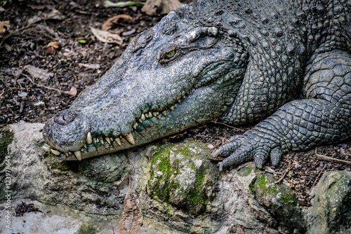 Closeup of crocodile