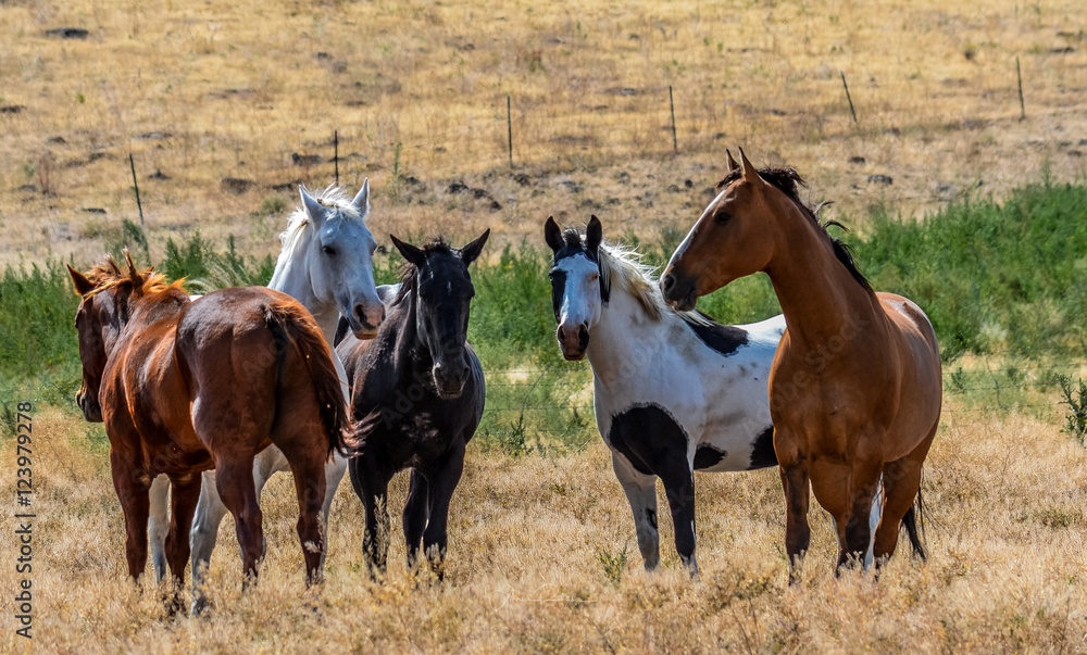 Fototapeta premium Horse play