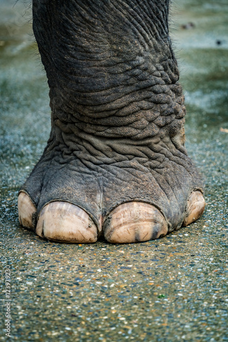 Elephant foot