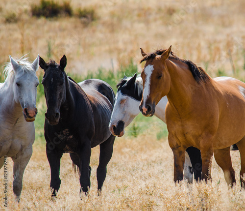 Four horses © Arun