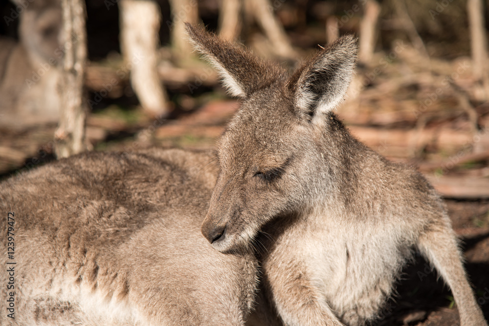Australian kangaroo in Wildlife Conservation Park Australian kangaroo in Wildlife Conservation Park