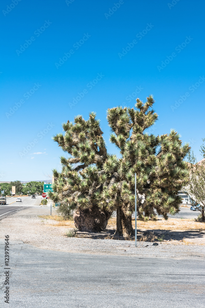 Joshua Tree, Beatty, Nevada

