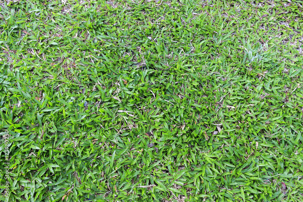 green grass background green grass background