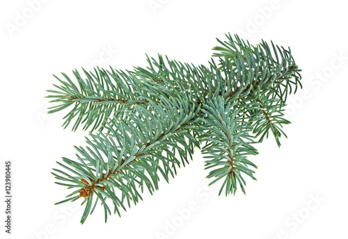 Blue spruce twig isolated on a white background