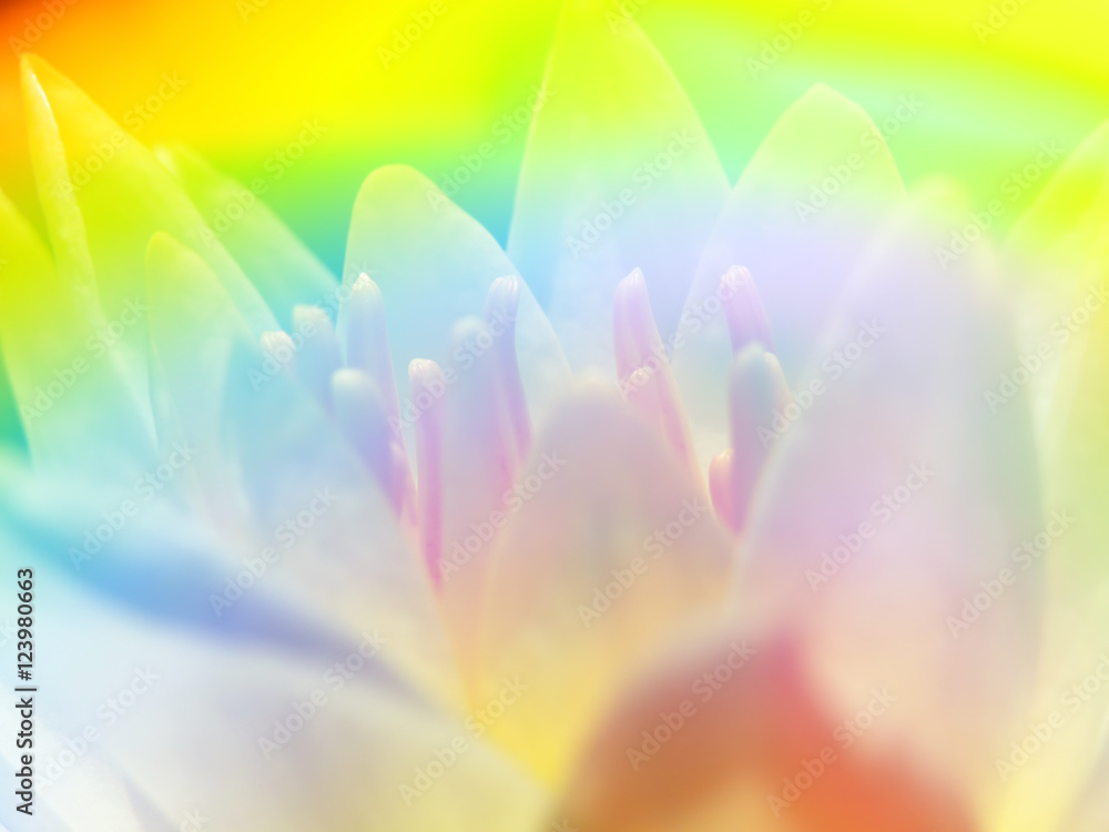 Rainbow Flower Background
