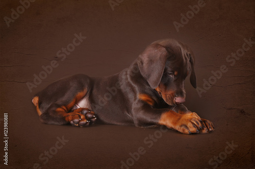Cute brown Doberman puppy with big paws and ears lying in the St