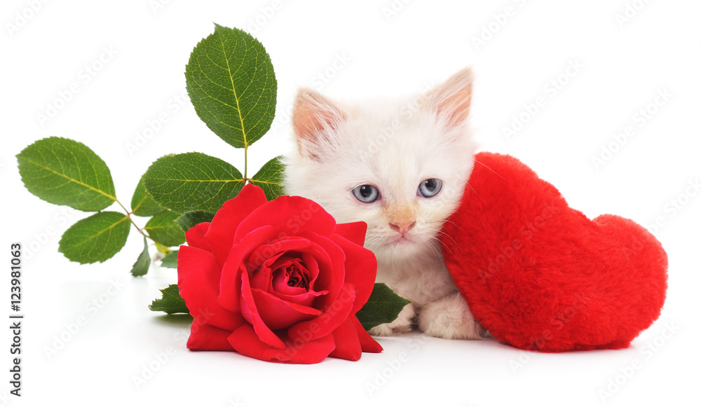 White kitten and rose. White kitten and rose.