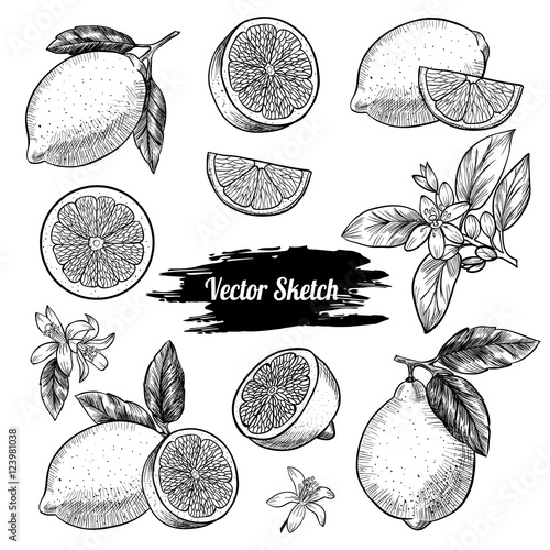 Vector lemons hand drawn sketch. Sketch vector  food illustration. Vintage style