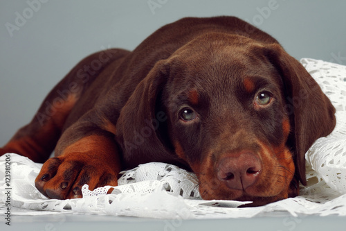 Beautiful purebred brown Doberman puppy very sad  put his head a