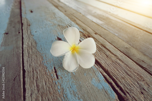 White plumeria  Frangipani tropical flower on old wooden 