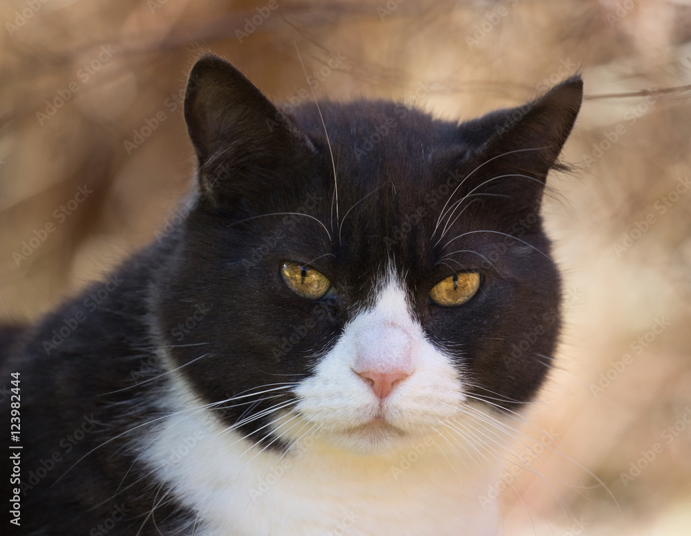 Portrait of a black and white cat with yellow eyes