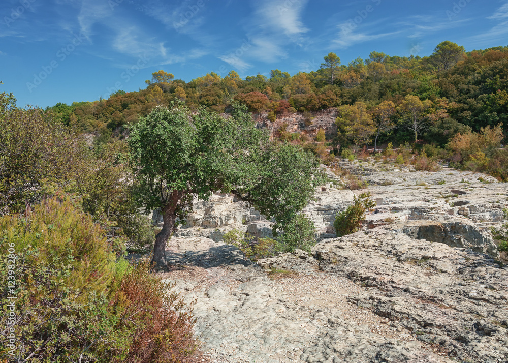 Tree growing on the limestone at the banks of the river Ceze, France.