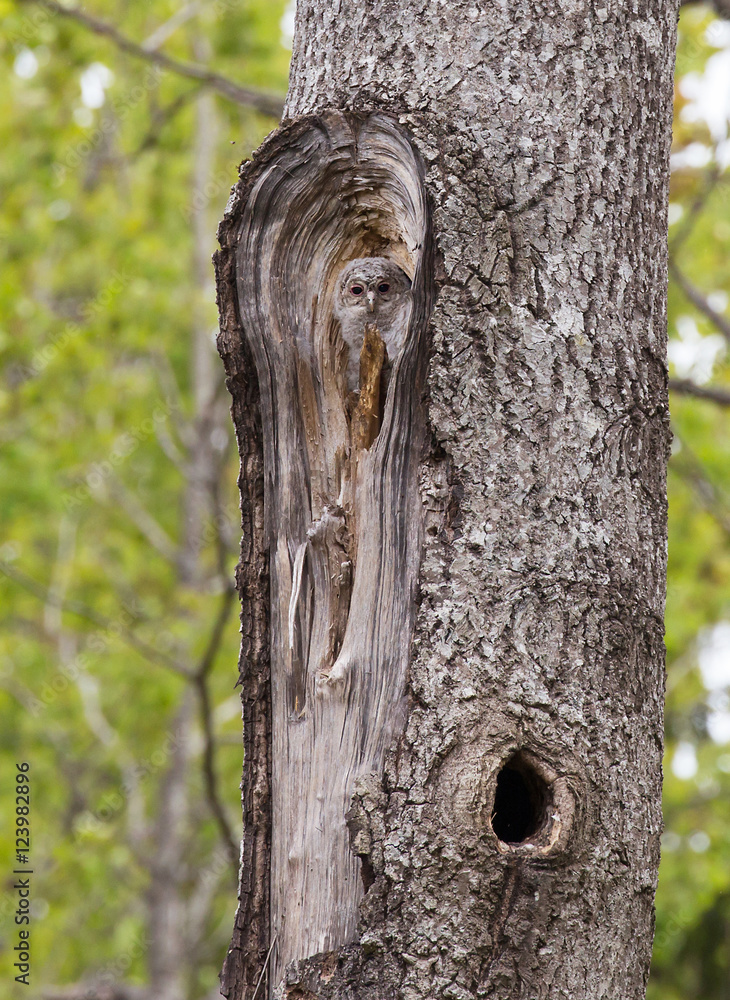 Tawny owl or brown owl