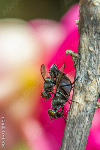 Wild flies mating.(Lispe tentaculata) photo