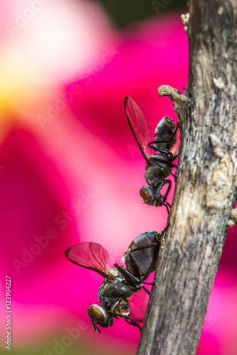 Wild flies mating. Lispe tentaculata 