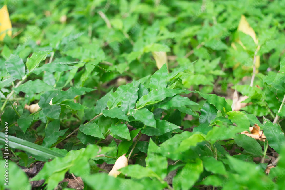 Obraz premium Green grass background, selective focus