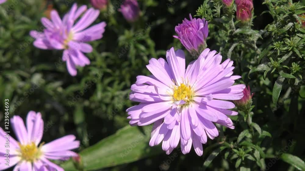 aster in autumn aster in autumn