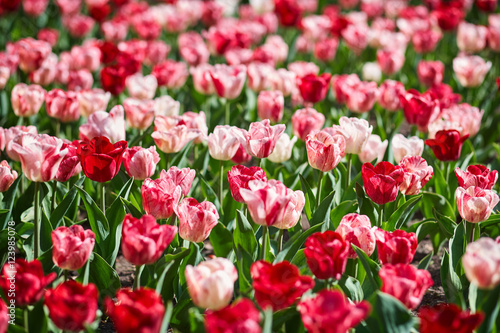 Flower bed of bright tulips