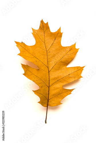 Wallpaper Mural Dry fallen autumn leaf of a tree on white Torontodigital.ca